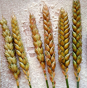 Du grain au pain : farine de blé bio à Lupsault en Charente (16)