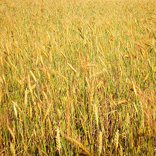 Du grain au pain : champs de blé à Lupsault en Charente (16)
