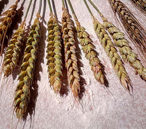 Du grain au pain : produits locaux à la farine de blé bio à Lupsault en Charente (16)